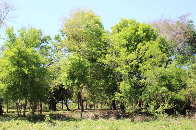 Bosques